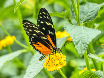  / schmetterling auf blüte