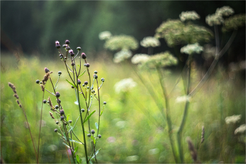 bunte Gras / ***