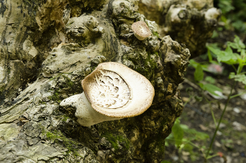 Mushroom / ***