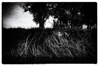 Wurzeln / ***