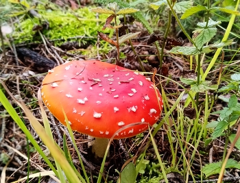  / ***