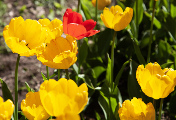 Tulpen. / ***