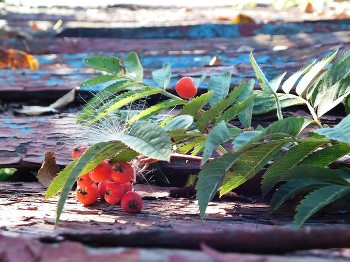 Herbst / ____
