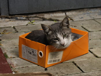 Caturday / Caturday