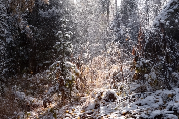 Schneefall / ***