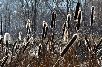 Herbst-Skizzen / ***