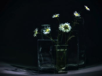 Gänseblümchen. / ***