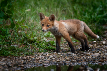 Neugierig Fuchs / ***
