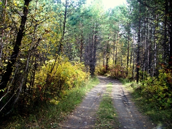 Herbstwald / ***