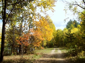 Herbstwald / ***