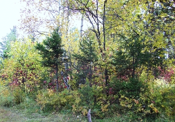 Herbstwald / ***