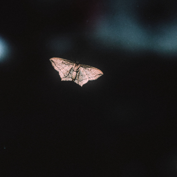 Moth / ***