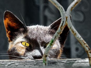hinter Gittern / ***
