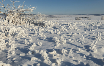 Schneeglöckchen / ***