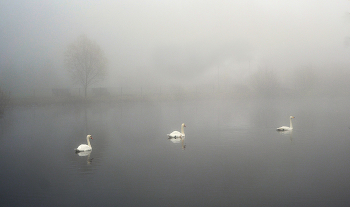 Schwanensee / ***