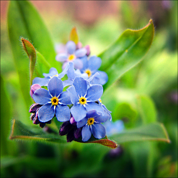 Frühling ... / ***