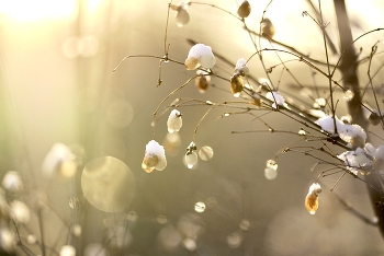 Frühling / ***