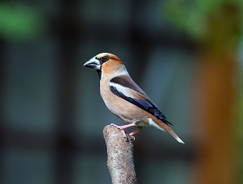 Grosbeak / ***