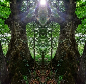 Magicul semn masonic / Minunata natură a oferit în dar exemplificarea asimilării cu magicul semn masonic.