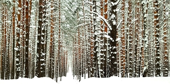 Kiefernwald / ***