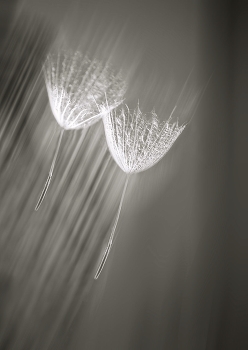 Gone with the wind / ***