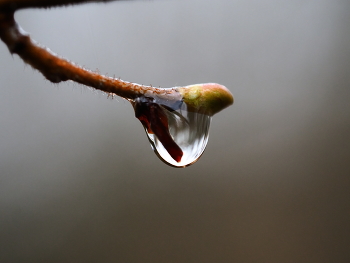 Im Wald / ***