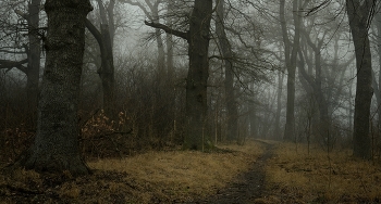 Nebliger Morgen / ***