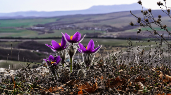 Pulsatilla Krim / ***