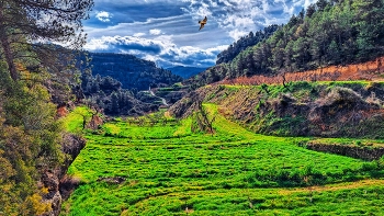 La Bisbal de Montsant - camp - Priorat / La Bisbal de Montsant - camp - Priorat