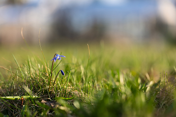 Scilla / ***