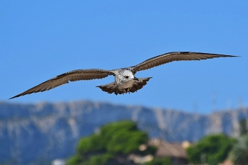 Flug / ***