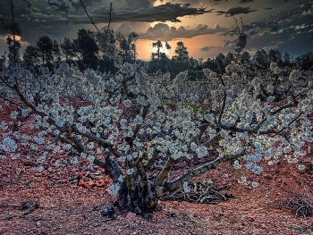 Els Guiamets - ametller florit a la matinada - Priorat / Els Guiamets - ametller florit a la matinada - Priorat