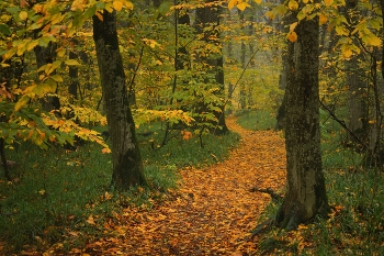 Herbst Spur / ***
