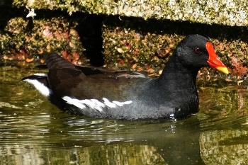 Wasser Henne / ***