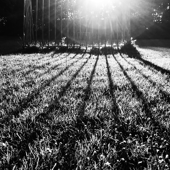 Durch Dornen / ***