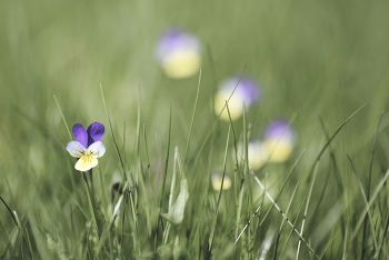 Zärtlichkeit der Natur / ***
