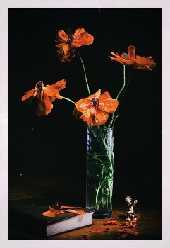 Mohn / ***