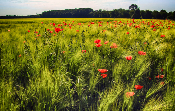 Mohn / ***