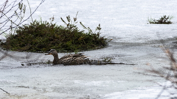 "Icebreaker" / ***