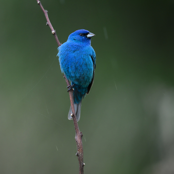 Indigo Bunting (m) / Indigo Bunting (m)