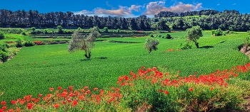 Els Omells de Na Gaià - camps verds i florits - L'Urgell / Els Omells de Na Gaià - camps verds i florits - L'Urgell