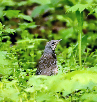 Im Wald / ***