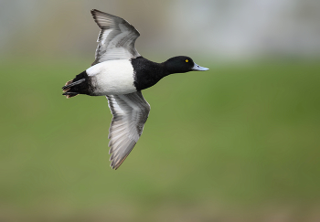 Lesser Scaup (m) / Lesser Scaup (m)