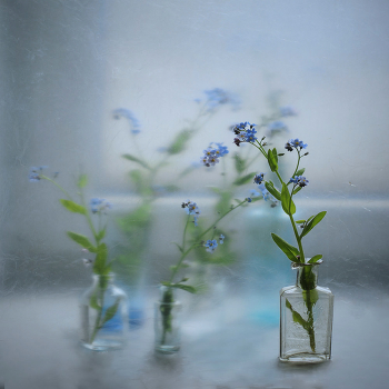 Mit dem forget-me ... / ...............................