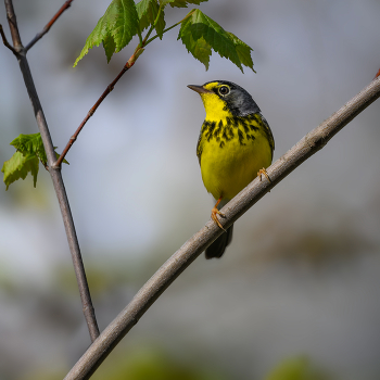 Canada warbler (m) / Canada warbler (m)