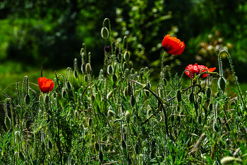 Poppy Zeit / ***