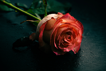 Rose / Rose