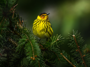 Cape May Warbler (m) / Cape May Warbler (m)