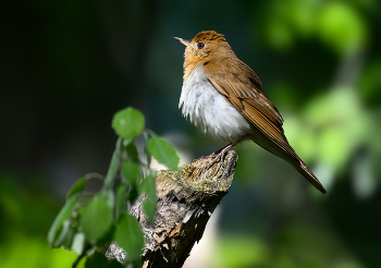 Veery / Veery