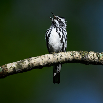 Black-and-white Warbler / Black-and-white Warbler